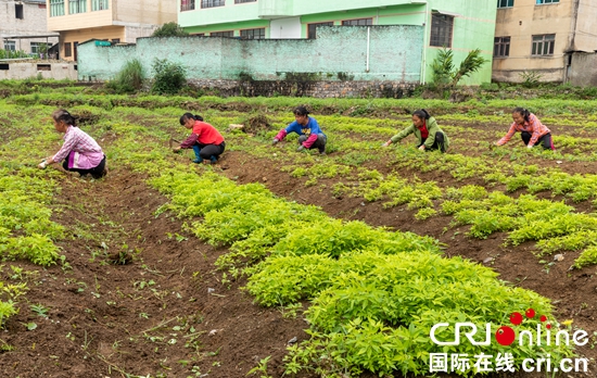 （供稿）貴州關嶺：實施中藥材強縣戰略 助力鄉村振興_fororder_47fd3aa027f73d1135be5d6be51a797