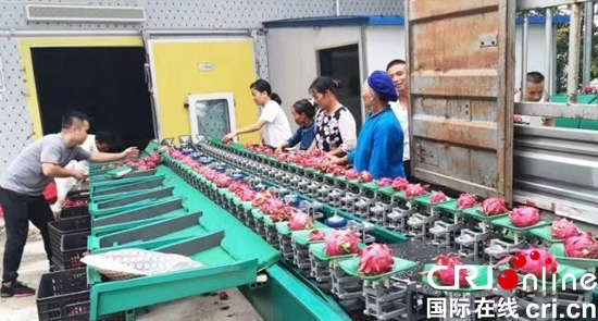 貴州關嶺火龍果喜獲豐收