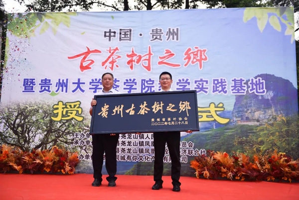 遵義桐梓堯龍山：貴州省古茶樹之鄉