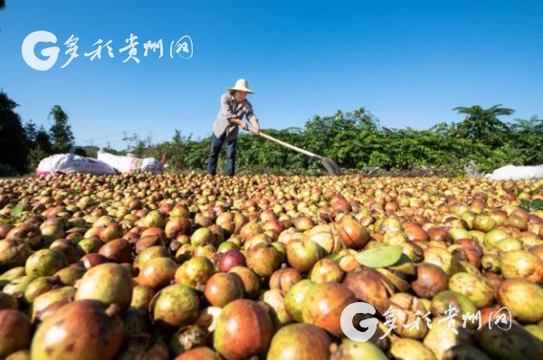 （大扶貧、客戶端貴州帶圖列表、移動版）5年貧困率下降19.58%！黔東南州繼續決戰決勝