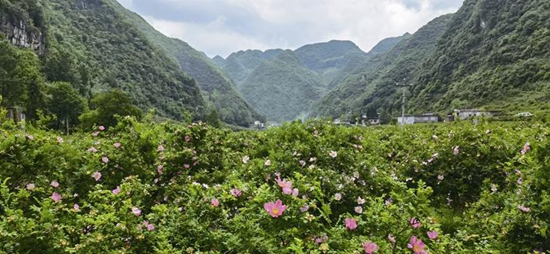 六盤水發展山地特色農業建設“兩園一田”系列報道之刺梨篇（上）  唱響“青山”和“金山”的最美和聲_fororder_ee27588c-4e79-49b1-991d-144e7c413405