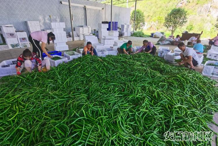 貴州紫雲：做強蔬菜産業 走穩脫貧之路