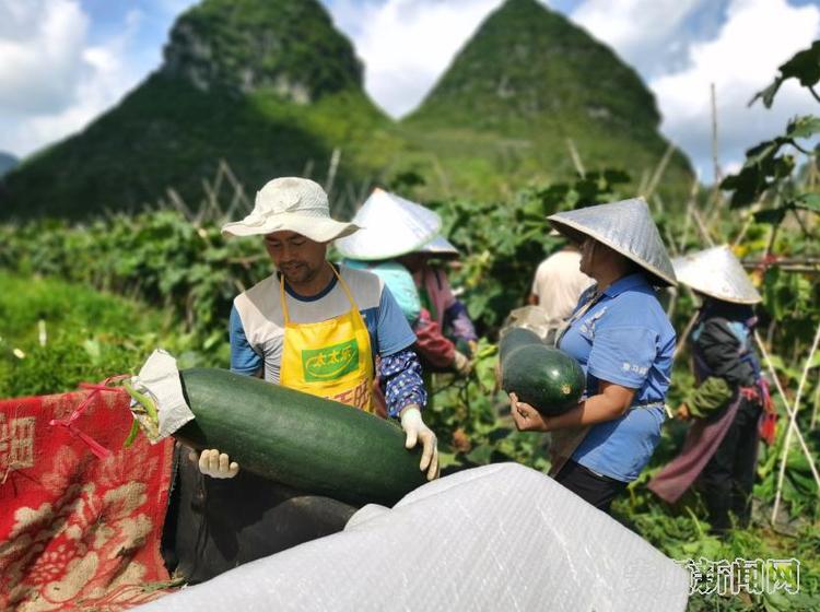 貴州紫雲：做強蔬菜産業 走穩脫貧之路