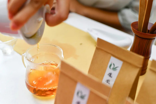 遵義桐梓堯龍山：貴州省古茶樹之鄉