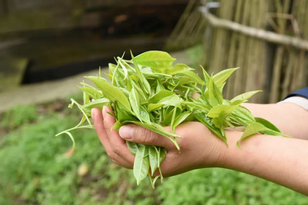遵義桐梓堯龍山：貴州省古茶樹之鄉