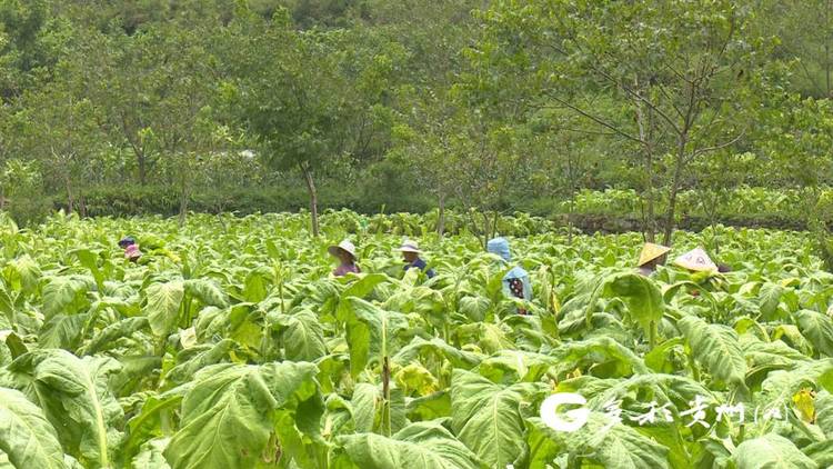 貴州貞豐：2.7萬畝烤煙進入采收期 新技術助農減工降本促增收