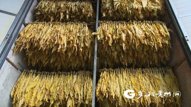 貴州貞豐：2.7萬畝烤煙進入采收期 新技術助農減工降本促增收