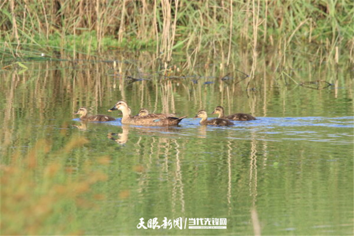 畢節草海：生態環境好 處處聞啼鳥