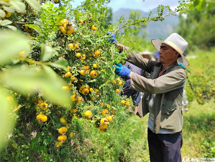 貴州六盤水：刺梨變身“綠色提款機”