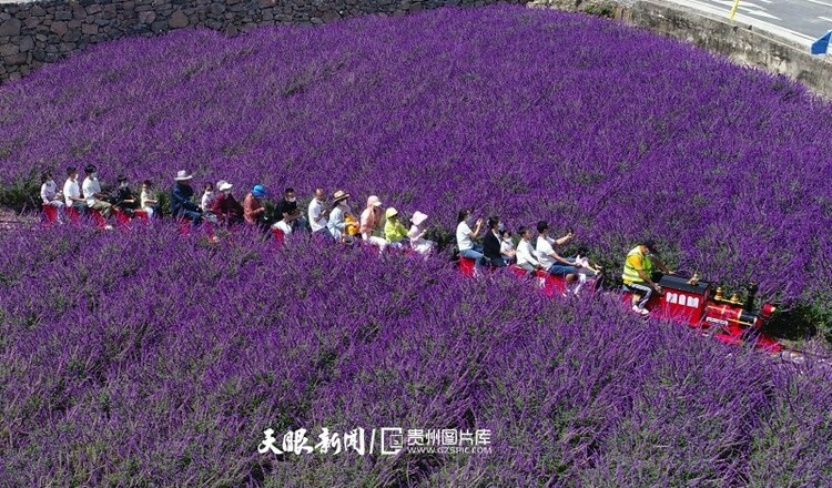 貴州開陽：苗寨花海 遊人如織