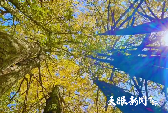 畢節市大方縣油杉河景區：古銀杏林金色流波迷人眼