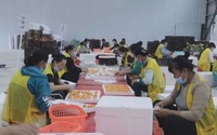 貴州關嶺：西“産”東“銷” 東西部協作助力斷橋枇杷直銷廣州
