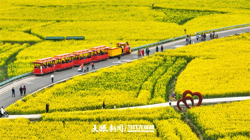 黔南貴定：金海雪山花開醉 賞春又遇好風光