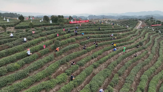 踏春出遊好時節 貴州平塘旅遊市場快速回暖_fororder_春茶第一壺採茶比賽