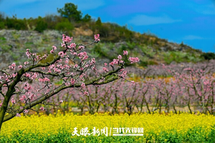 貴陽永樂：灼灼桃花笑春風_fororder_微信圖片_20230324082451