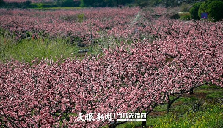 貴陽永樂：灼灼桃花笑春風_fororder_微信圖片_20230324082512