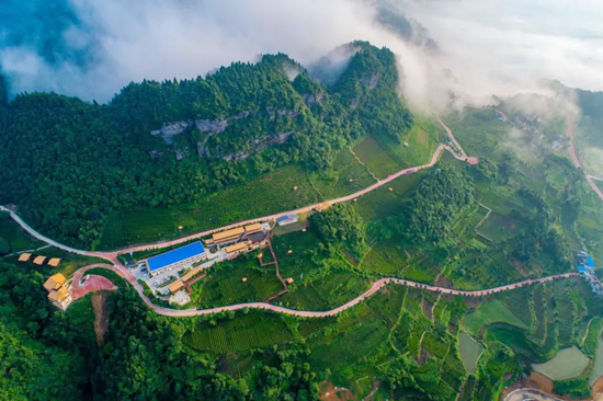 貴州湄潭雲貴山：“綠葉子”富一方百姓 以茶致富助力鄉村振興_fororder_沒談1