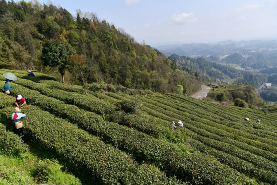 貴州湄潭雲貴山：“綠葉子”富一方百姓 以茶致富助力鄉村振興_fororder_湄潭3