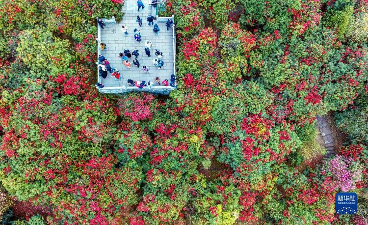 百里杜鵑迎來盛花期