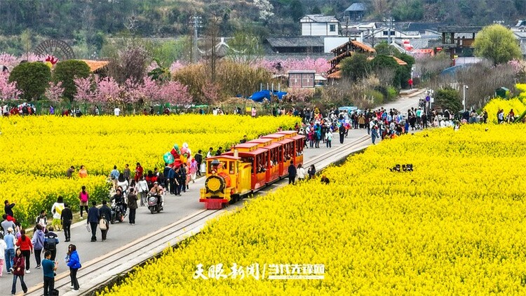 黔南貴定：金海雪山花開醉 賞春又遇好風光