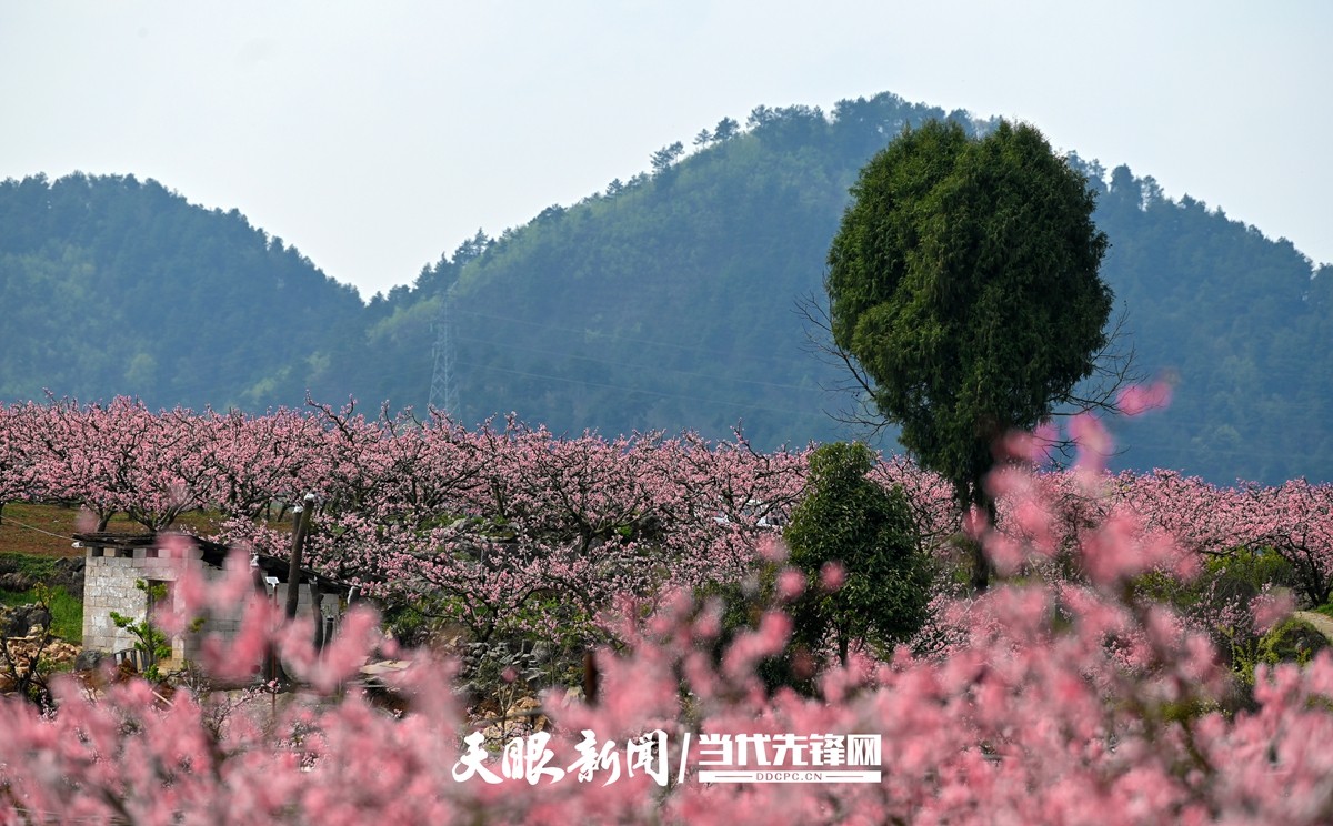 貴陽永樂：灼灼桃花笑春風_fororder_微信圖片_20230324082446