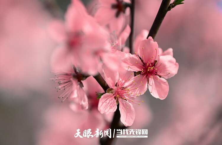 貴陽永樂：灼灼桃花笑春風_fororder_微信圖片_20230324082500