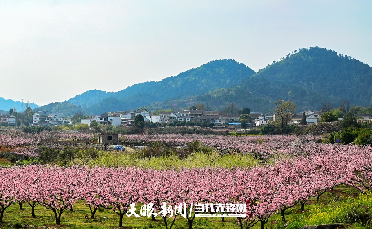 貴陽永樂：灼灼桃花笑春風_fororder_微信圖片_20230324082506