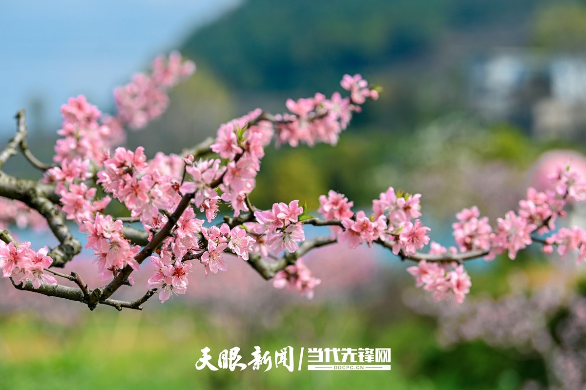 貴陽永樂：灼灼桃花笑春風_fororder_微信圖片_20230324082435