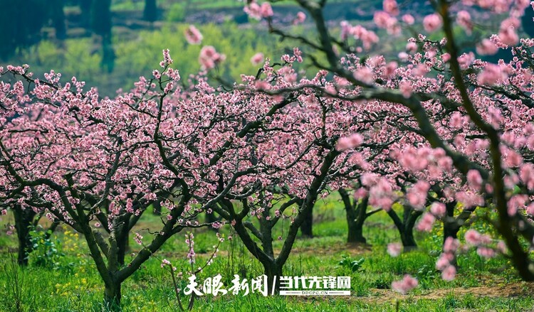 貴陽永樂：灼灼桃花笑春風_fororder_微信圖片_20230324082443