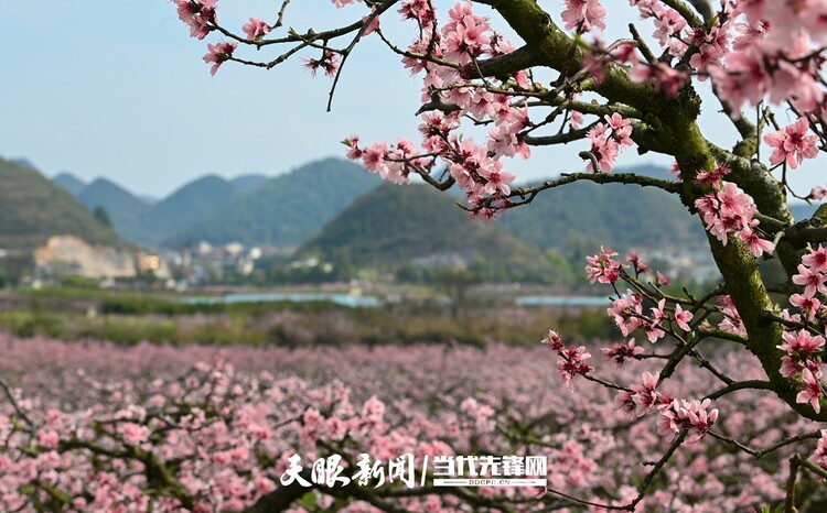 貴陽永樂：灼灼桃花笑春風_fororder_微信圖片_20230324082503