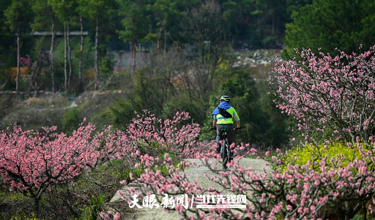 貴陽永樂：灼灼桃花笑春風_fororder_微信圖片_20230324082509