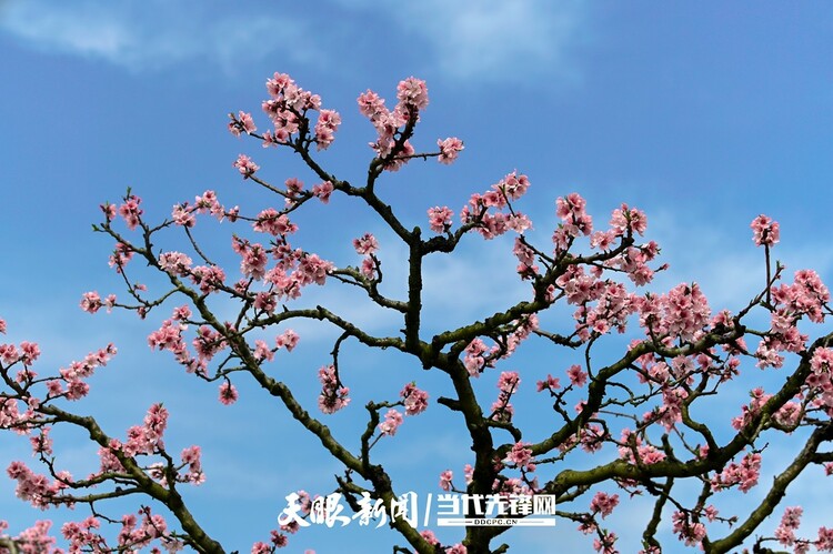 貴陽永樂：灼灼桃花笑春風_fororder_微信圖片_20230324082515