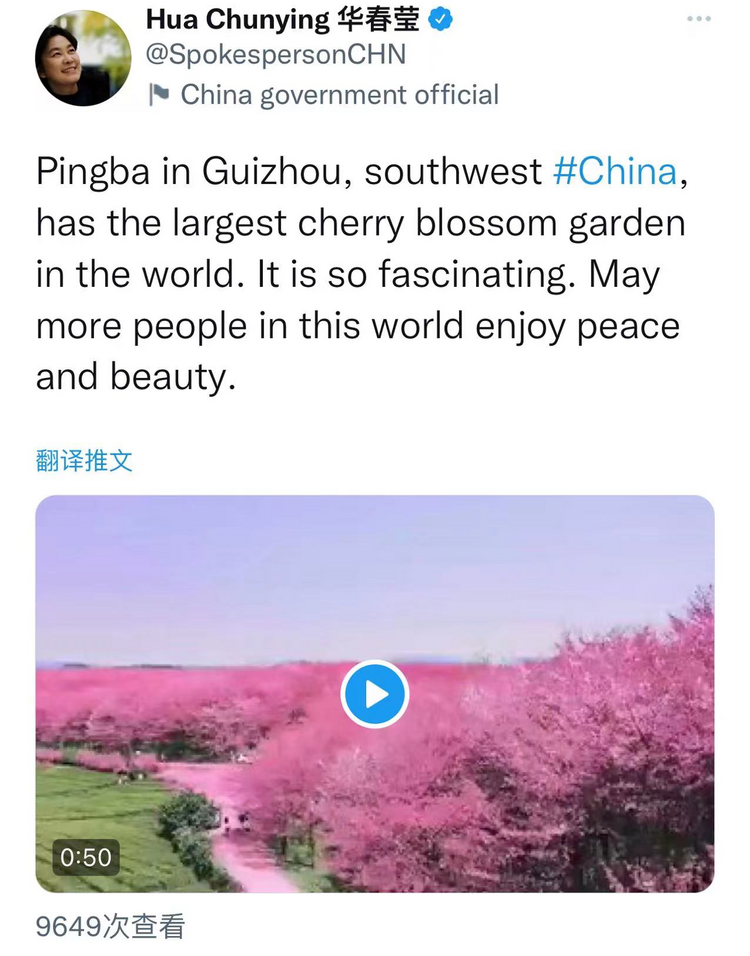 憑藉生態美出圈！華春瑩、汪文斌盛讚貴州櫻花