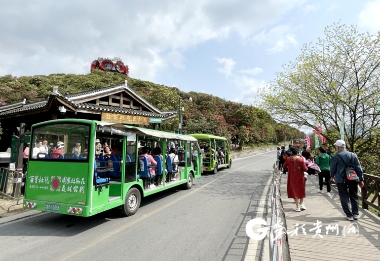 賞花遊持續升溫 百里杜鵑30天接待遊客200余萬人次