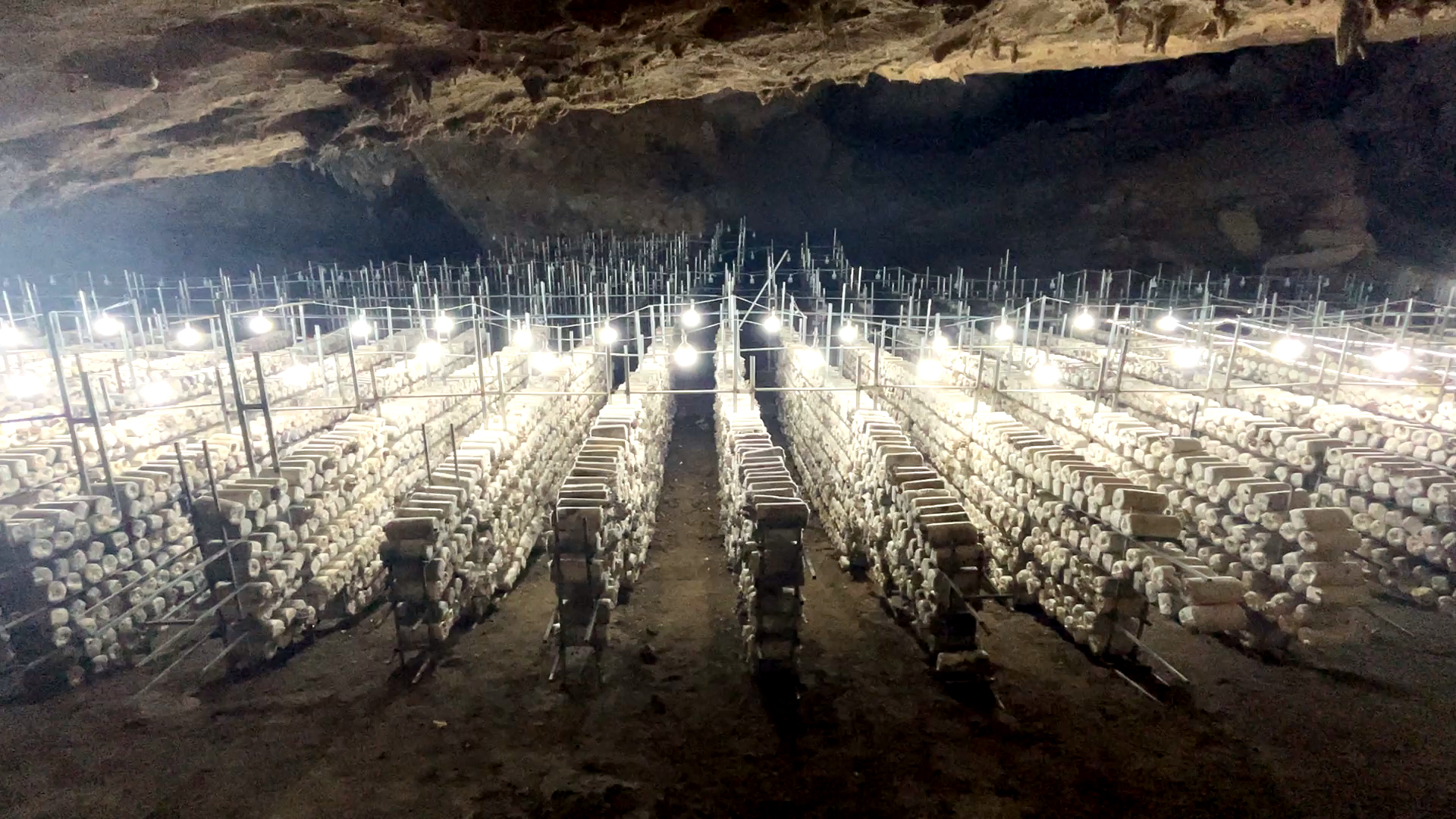 （供稿）貴州平塘：山洞裏面種平菇 增收致富出新招_fororder_基地一角