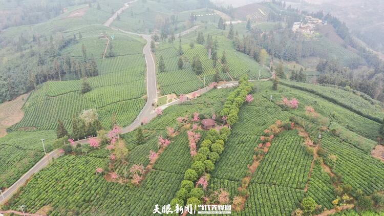 （中首）貴州普安：萬畝茶山景色美茶旅融合譜新篇