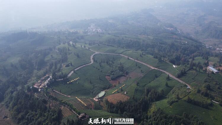 （中首）貴州普安：萬畝茶山景色美茶旅融合譜新篇