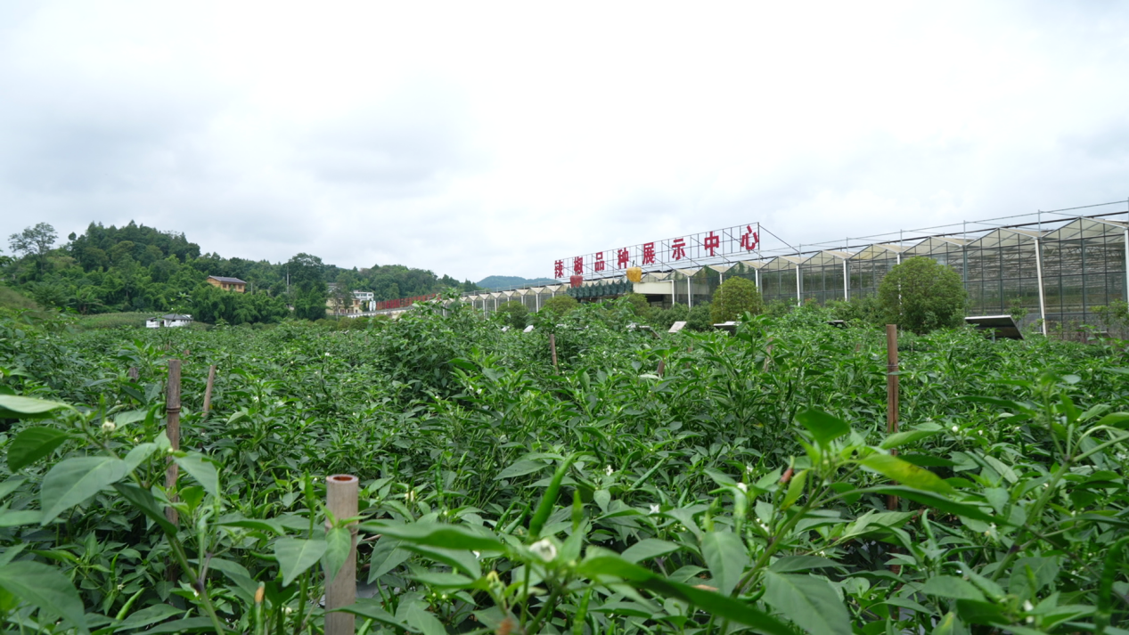 資源稟賦孕育生態貴椒