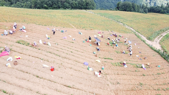 貴州鎮遠羊坪：太子參喜豐收 群眾致富有盼頭_fororder_DJI_0256.JPG