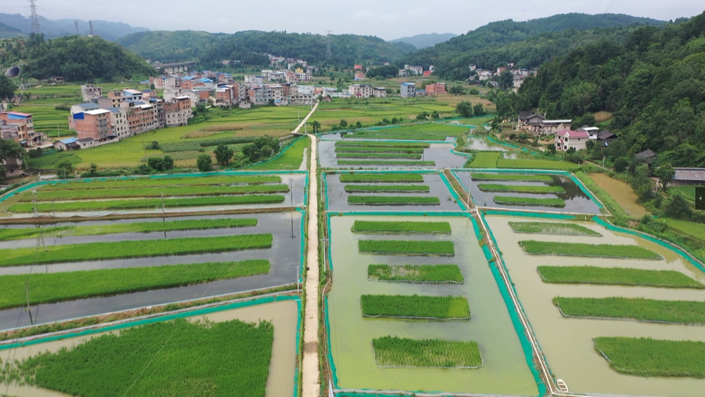 貴州鎮遠：水清岸綠景美産業興_fororder_鎮遠縣羊坪鎮和美城鄉建設與生態稻蟹養殖産業有機融合。（申先鋒  攝）