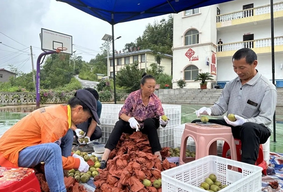 貴州水城：紅心獼猴桃進入採摘期 集中收購助力農戶增收産業發展_fororder_獼猴桃2