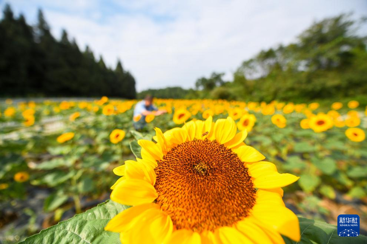 貴州遵義：花海迎客來