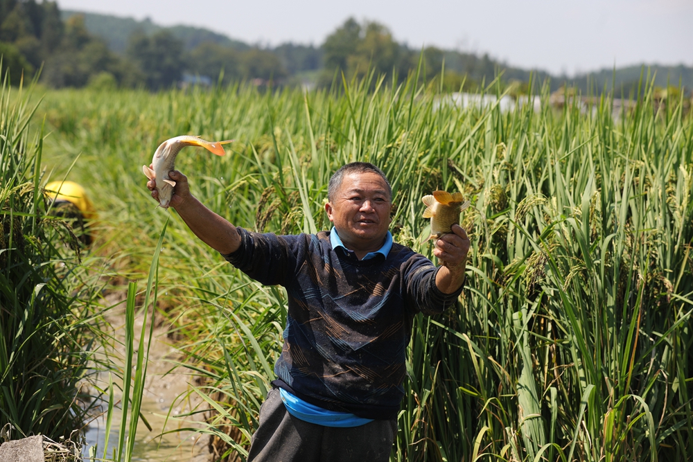 貴州黎平：萬畝稻田魚迎來豐收季_fororder_5.圖為村民在喜收稻花魚（吳光輝攝）.JPG