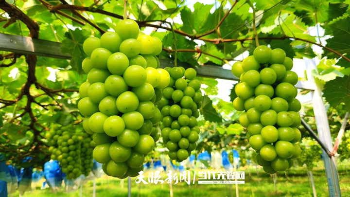 五彩斑斕的畫卷，是貴州好“豐”景