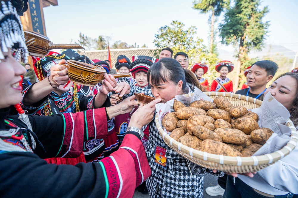 貴州畢節：鄉鄰一家親 共慶彝族年_fororder_2023年11月19日，村民在貴州省畢節市百里杜鵑管理區普底鄉迎豐村為前來參加彝族年的嘉賓送上攔門酒。 (6)