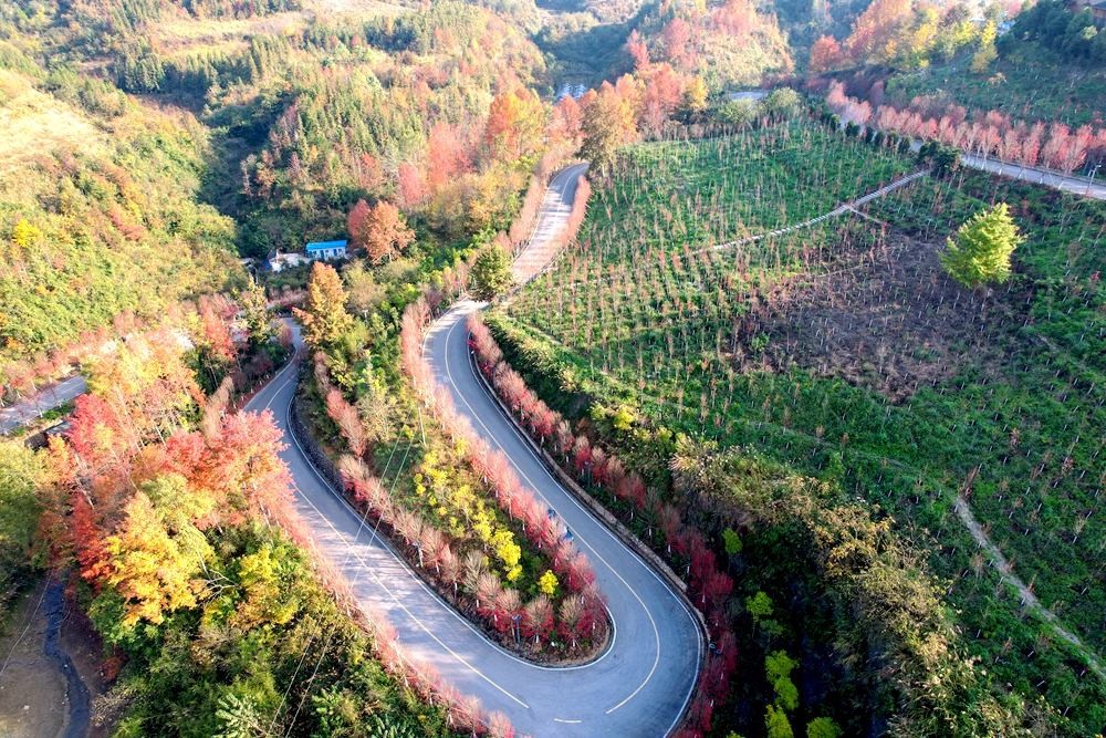 貴州施秉：初冬時節 景美如畫_fororder_2023年11月21日，貴州省黔東南苗族侗族自治州施秉縣雲臺山景區旅遊公路兩旁層林盡染,色彩斑斕，美若畫卷。（磨桂賓 攝） (5).JPG