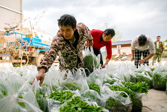 貴州天柱：變“輸血”為“造血” 送禽苗促增收_fororder_村民領取辣椒苗