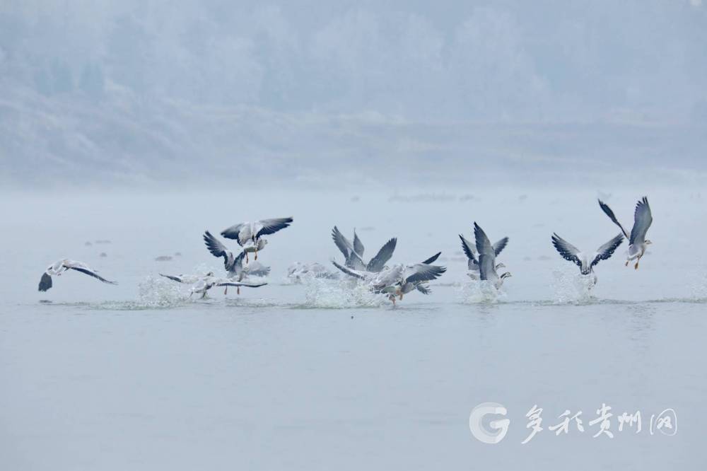 貴州威寧：雪中候鳥圓舞曲
