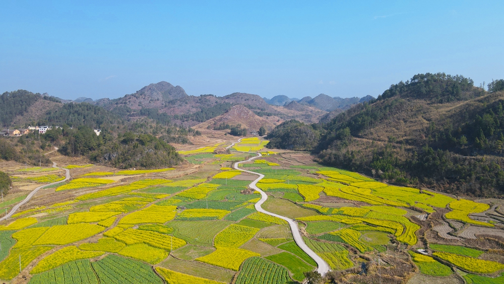 貴州獨山：春暖花又開 兩千畝油菜迎春開放_fororder_20240220102255-1afOMh-