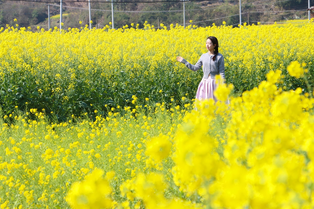 貴州獨山：春暖花又開 兩千畝油菜迎春開放_fororder_20240220102255-MJzQ2g-